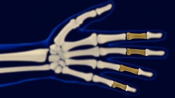 Hand Middle Phalanges Human Skeleton Anatomy Medical Concept Illustration — Stock Photo, Image