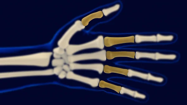 手部近端指节人体骨骼解剖3D渲染医学概念 — 图库照片