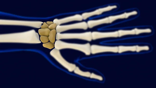 Hand Wrist Carpals Bones Anatomy Medical Concept Illustration — Stockfoto