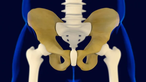 Hip or Pelvic bone Anatomy For Medical Concept 3D Illustration