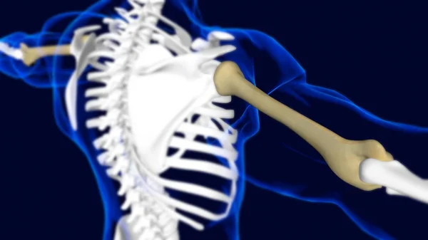 Renderização Humana Esqueleto Anatomia Osso Úmero Para Conceito Médico — Fotografia de Stock