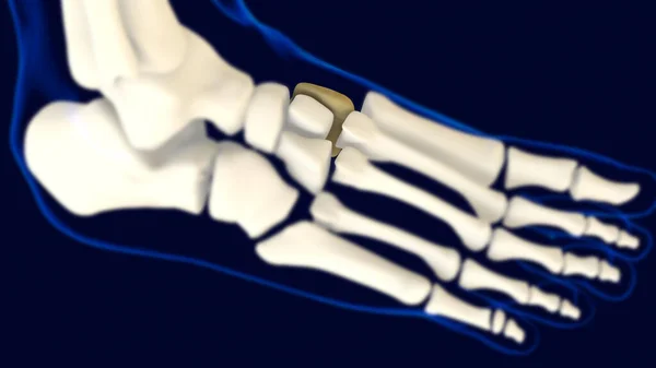 Mediális Cuneiform Foot Bone Anatómia Orvosi Koncepció Illusztráció — Stock Fotó