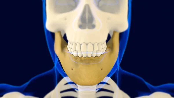 Esqueleto Humano Anatomía Del Cráneo Del Hueso Mandíbula Para Ilustración —  Fotos de Stock