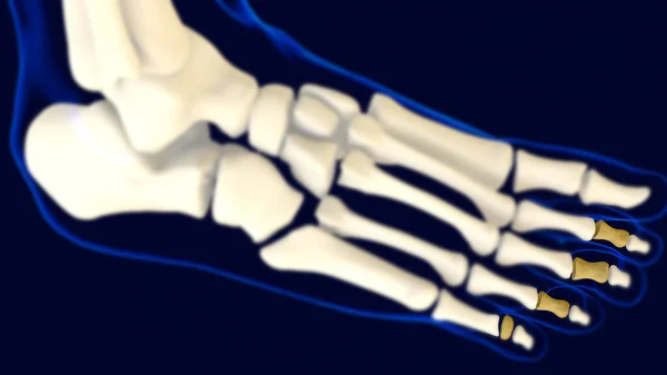 Middle Phalanges Foot Bones Anatomy Medical Concept Illustration — Stock Photo, Image