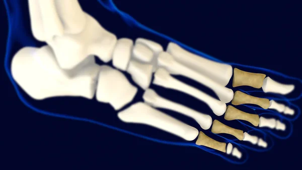 Falanges Proximales Huesos Del Pie Anatomía Representación Para Concepto Médico —  Fotos de Stock