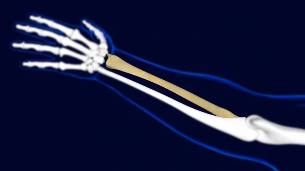 Radius Bone Human Skeleton Anatomy Rendering Medical Concept — стоковое фото