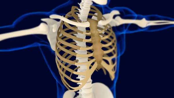 Rib Cage Human Skeleton Anatomy Rendering Medical Concept — Stock Photo, Image