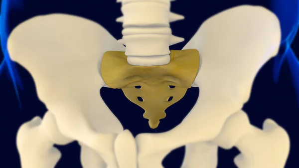 Sacrum Coccyx Anatomy Rendering Medical Concept — Fotografia de Stock