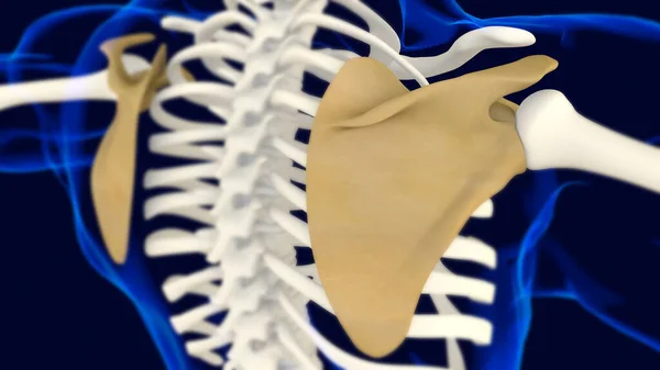 Ανατομία Οστών Ωμοπλάτης Ανθρώπινος Σκελετός Αποτύπωση Για Ιατρική Έννοια — Φωτογραφία Αρχείου