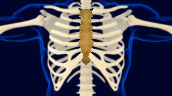 Llüstrasyon Için Sternum Kemik Anatomisi — Stok fotoğraf