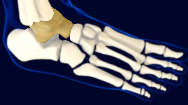 Talus Ayak Kemiği Tıbbi Konsept Llüstrasyon Anatomisi — Stok fotoğraf