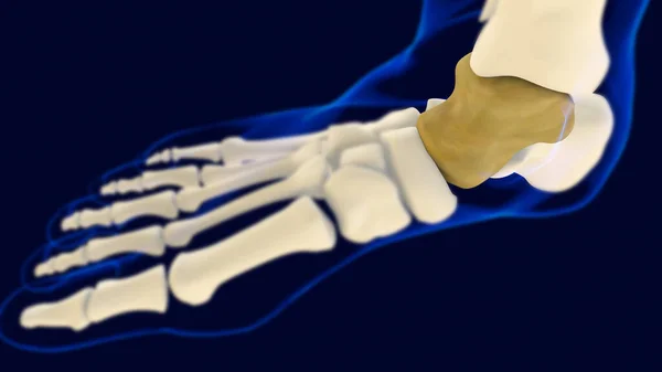 Talus Foot Bone Anatomy Medical Concept Illustration — Stock Photo, Image