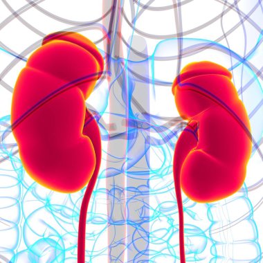 Tıbbi Konsept için Mesane Anatomisi olan İnsan İdrar Sistemi Böbrekleri 3 boyutlu İllüstrasyon