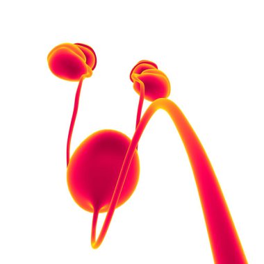 Tıbbi Konsept için Mesane Anatomisi olan İnsan İdrar Sistemi Böbrekleri 3 boyutlu İllüstrasyon