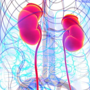 Tıbbi Konsept için Mesane Anatomisi olan İnsan İdrar Sistemi Böbrekleri 3 boyutlu İllüstrasyon