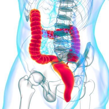 Tıbbi Konsept İçin Büyük Bağırsak 3D Görüntü İnsan Sindirim Sistemi Anatomisi