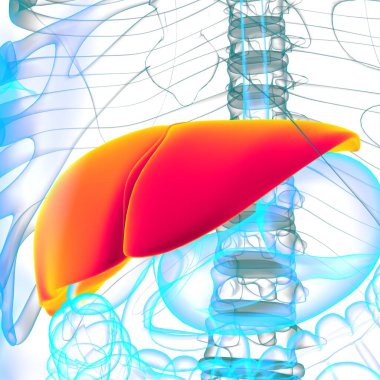 Karaciğer 3D Görüntü İnsan Sindirim Sistemi Anatomisi Tıbbi Konsept İçin
