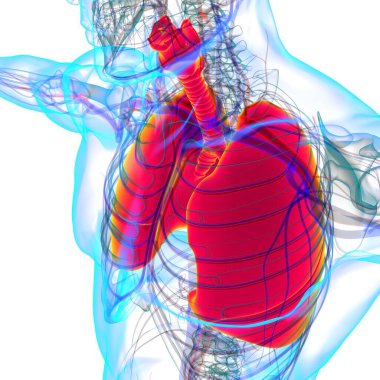 Tıbbi Konsept 3 boyutlu Resim İçin Akciğerler İnsan Solunum Sistemi Anatomisi