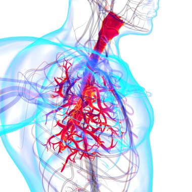 Tıbbi Konsept 3 boyutlu Resim İçin Akciğerler İnsan Solunum Sistemi Anatomisi
