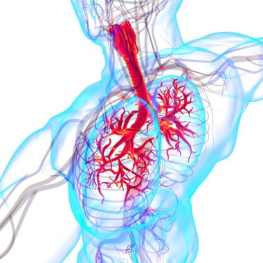 Tıbbi Konsept 3 boyutlu Resim İçin Akciğerler İnsan Solunum Sistemi Anatomisi