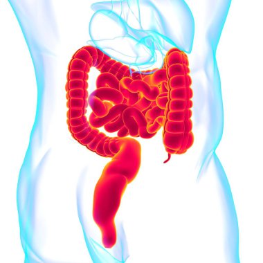 Tıbbi Konsept İçin Küçük ve Büyük bağırsak 3B Görüntü İnsan Sindirim Sistemi Anatomisi
