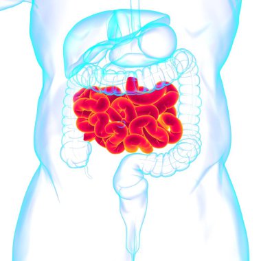 Tıbbi Konsept İçin İnce bağırsak 3D Görüntü İnsan Sindirim Sistemi Anatomisi