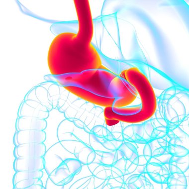 Mide Anatomisi İnsan Sindirim Sistemi Tıbbi Konsept 3 boyutlu Görüntü