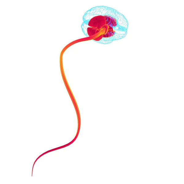 Anatomia Partes Internas Cérebro Humano Para Ilustração Médica Conceito — Fotografia de Stock