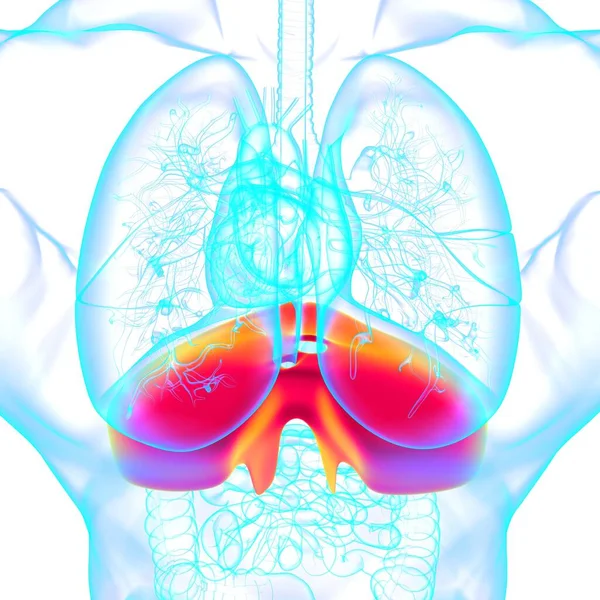 Diaphragm Human Respiratory System Anatomy Medical Concept Illustration — Stock Photo, Image