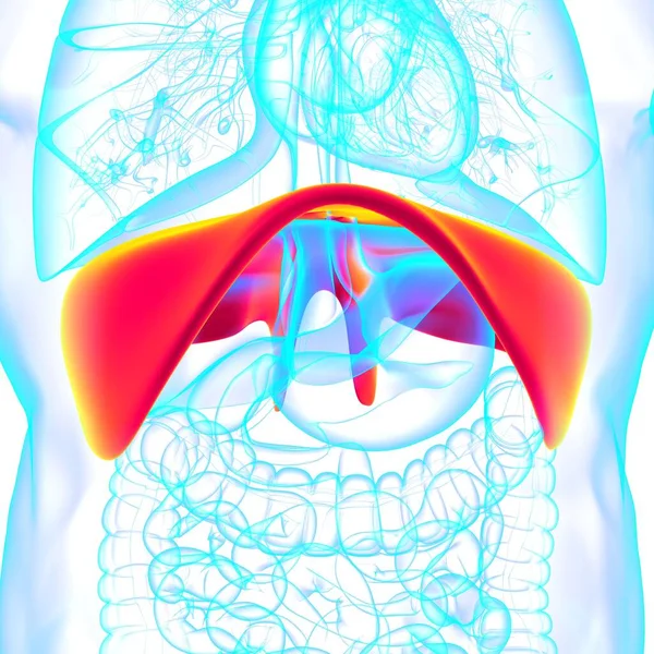 Brána Anatomie Lidského Respiračního Systému Pro Ilustraci Lékařské Koncepce — Stock fotografie