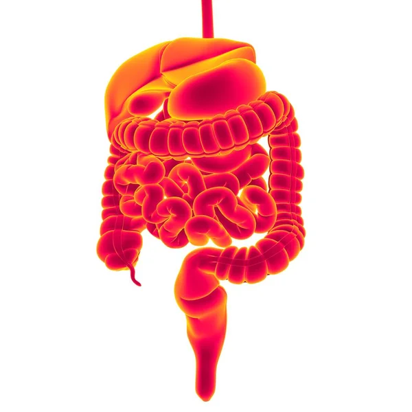 Anatomía Del Sistema Digestivo Humano Para Concepto Médico Ilustración — Foto de Stock