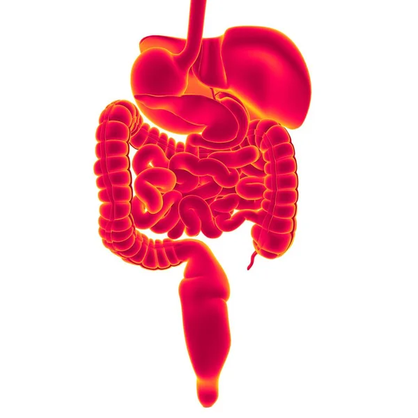 Anatomie Des Menschlichen Verdauungssystems Für Medizinisches Konzept Illustration — Stockfoto