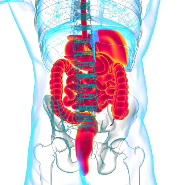 Menselijke Spijsverteringsstelsel Anatomie Voor Medisch Concept Illustratie — Stockfoto