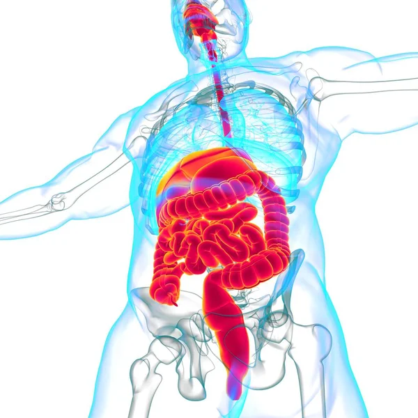 Ludzki Układ Pokarmowy Anatomia Medyczna Koncepcja Ilustracja — Zdjęcie stockowe