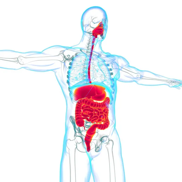 의학적 삽화를 시스템 해부학 — 스톡 사진