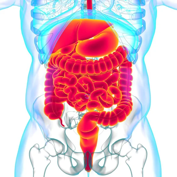 Anatomía Del Sistema Digestivo Humano Para Concepto Médico Ilustración —  Fotos de Stock