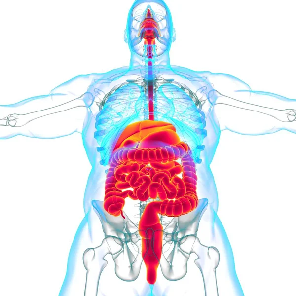 Ludzki Układ Pokarmowy Anatomia Medyczna Koncepcja Ilustracja — Zdjęcie stockowe