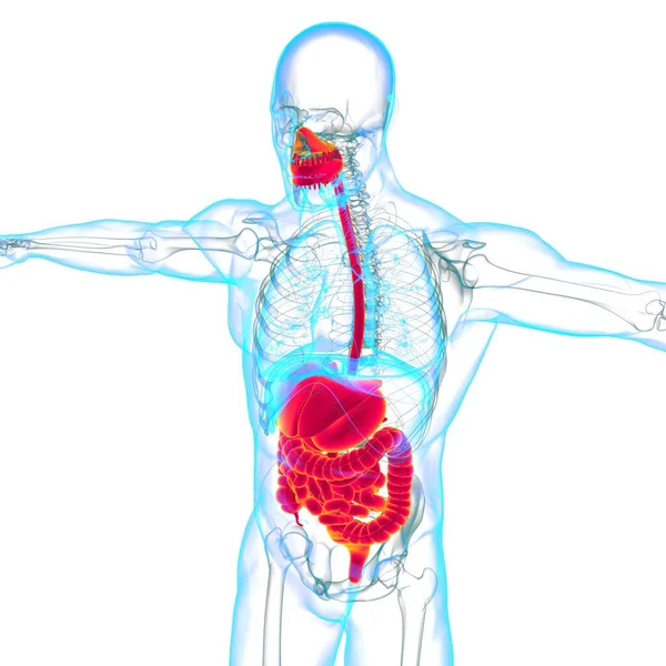 Human Digestive System Anatomy Medical Concept Illustration — Stock Photo, Image