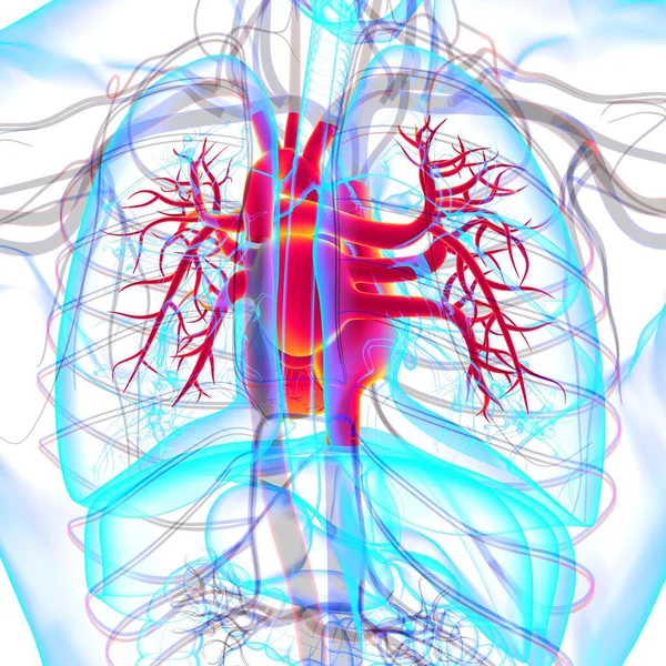 Anatomía Del Corazón Humano Para Concepto Médico Ilustración —  Fotos de Stock