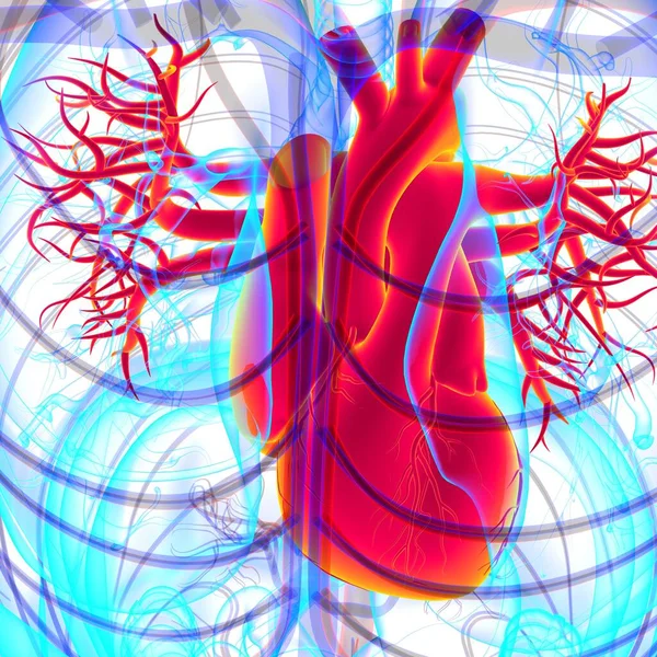 Anatomia Del Cuore Umano Concetto Medico Illustrazione — Foto Stock