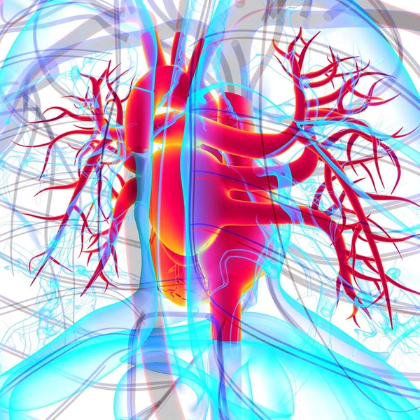 Людського Серця Анатомії Медичної Концепції Ілюстрації — стокове фото