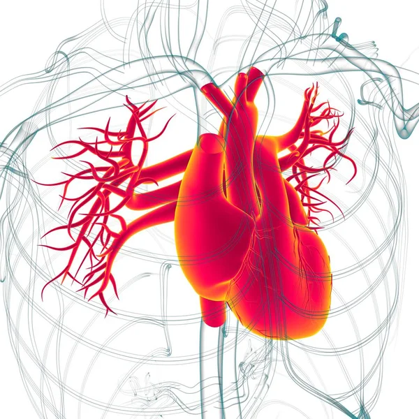 人类心脏解剖的医学概念3D图解 — 图库照片