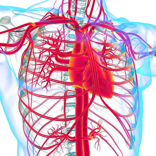 Ανθρώπινη Καρδιά Κυκλοφορικό Σύστημα Ανατομία Για Ιατρική Έννοια Εικονογράφηση — Φωτογραφία Αρχείου