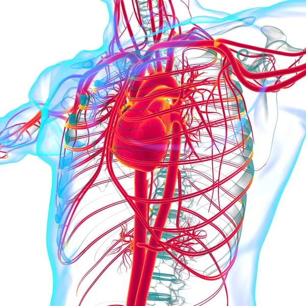 심장과 순환계 해부학 의학적 — 스톡 사진