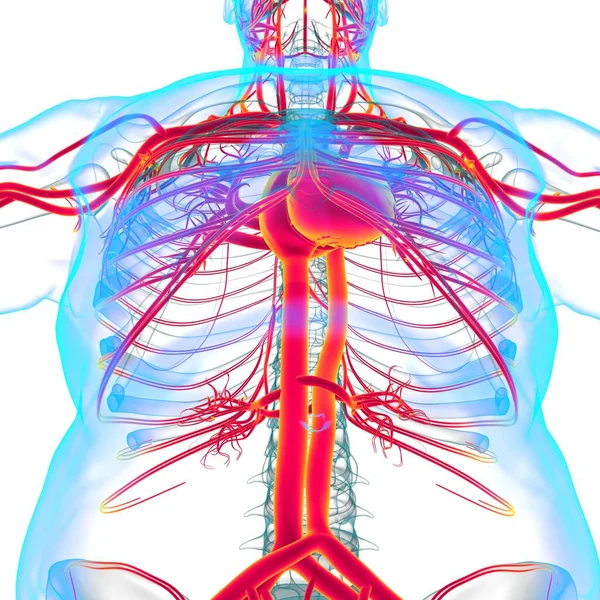 Corazón Humano Con Anatomía Del Sistema Circulatorio Para Ilustración Del —  Fotos de Stock