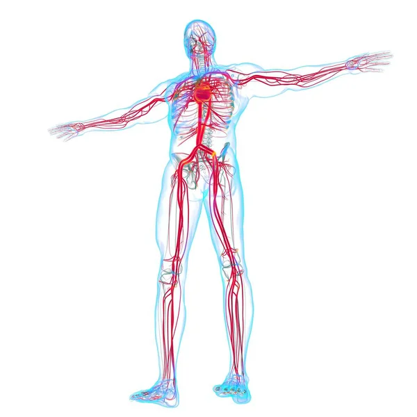 Corazón Humano Con Anatomía Del Sistema Circulatorio Para Ilustración Del — Foto de Stock