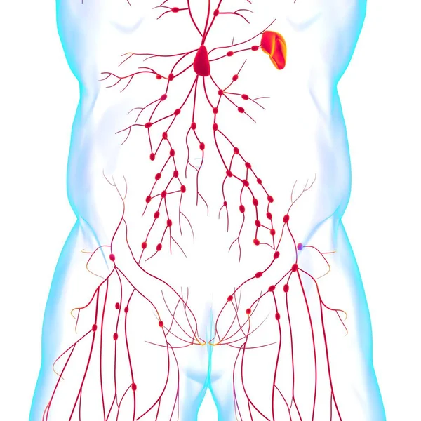 Anatomía Los Ganglios Linfáticos Humanos Para Concepto Médico Ilustración —  Fotos de Stock