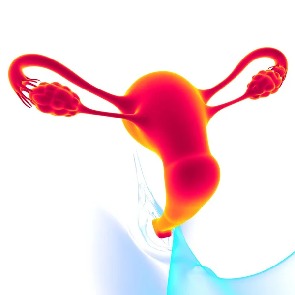 Anatomía Del Sistema Reproductivo Femenino Para Ilustración Del Concepto Médico — Foto de Stock