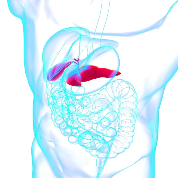 Anatomía Del Sistema Digestivo Humano Del Páncreas Para Ilustración Médica — Foto de Stock