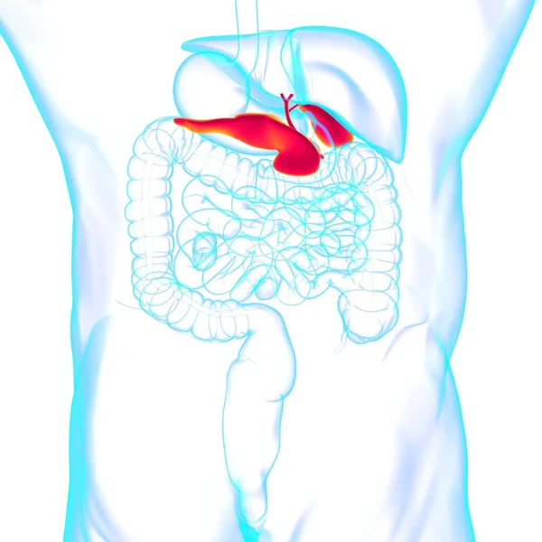 Gall Bladder Human Digestive System Anatomy Medical Concept Illustration — 스톡 사진